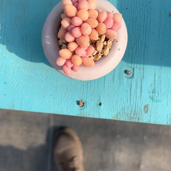 蛋****，to fu ne k l lo kun