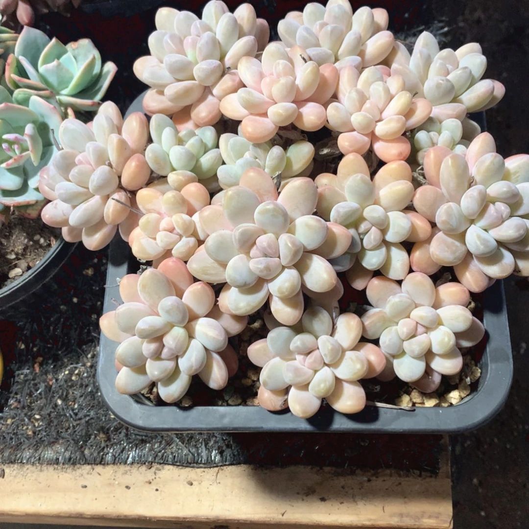 多肉植物多肉植物香玉