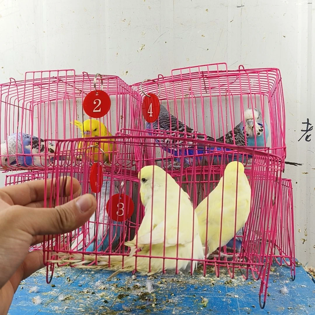 虎皮鹦鹉大头鹦鹉