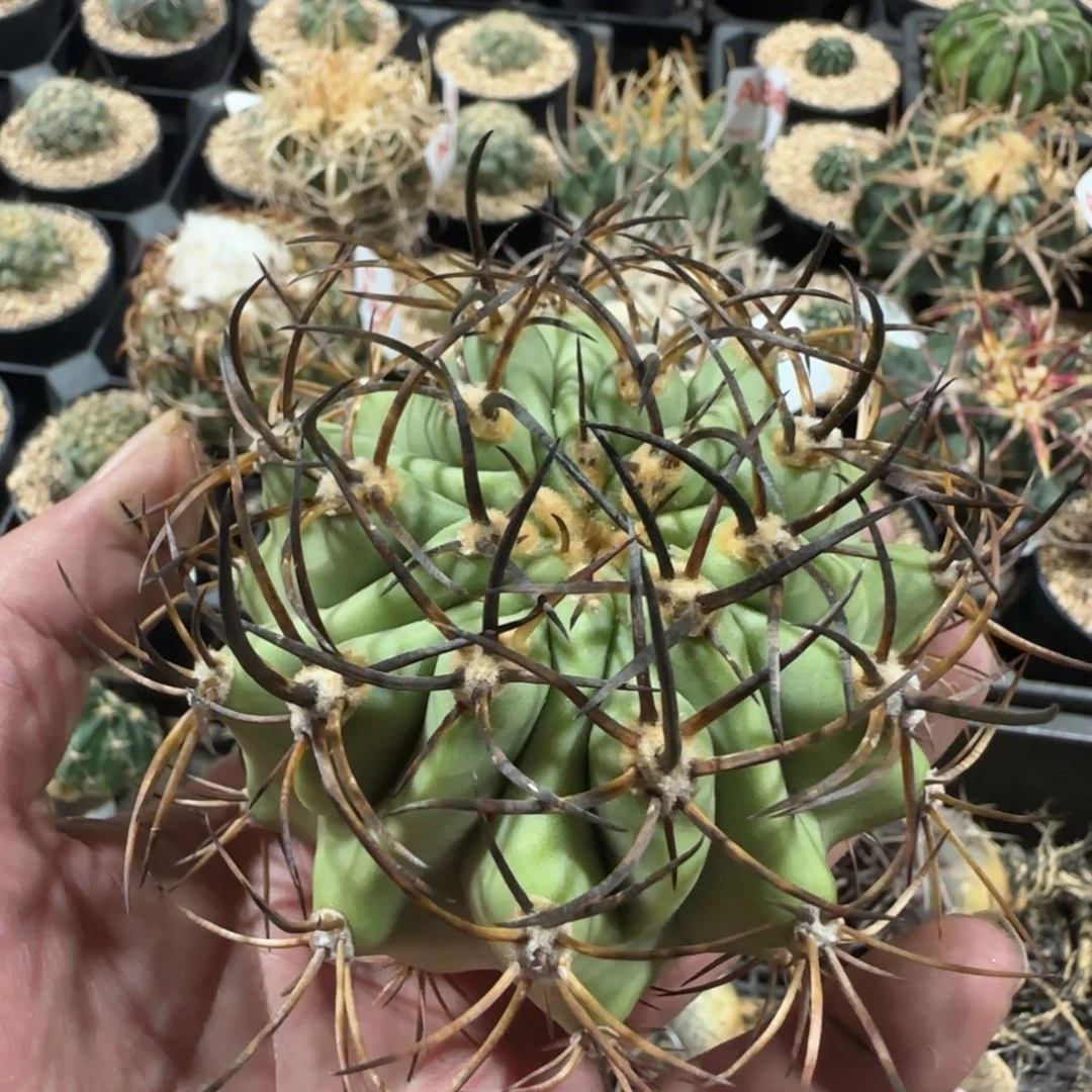 黑曜 自根仙人球876