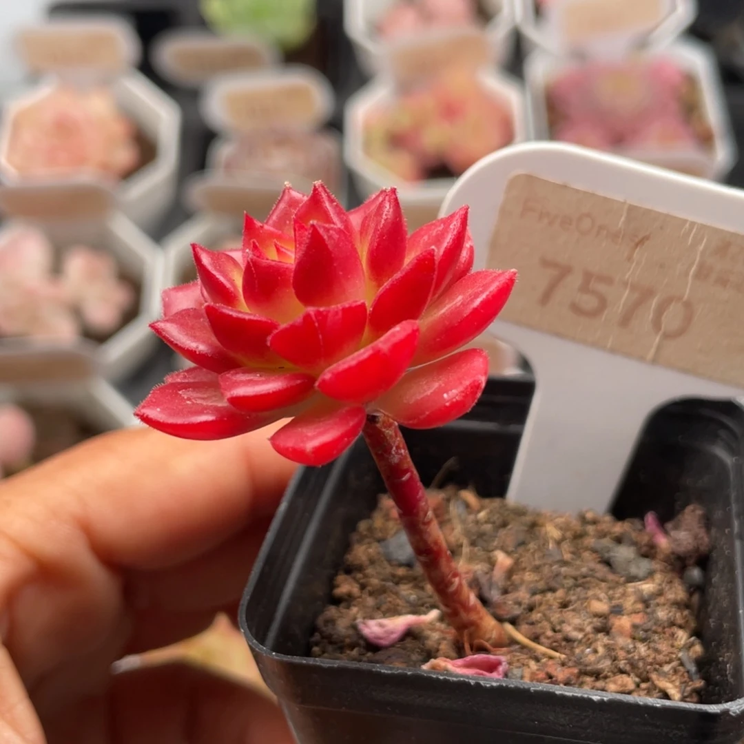 蒂亚7570-3.5厘米