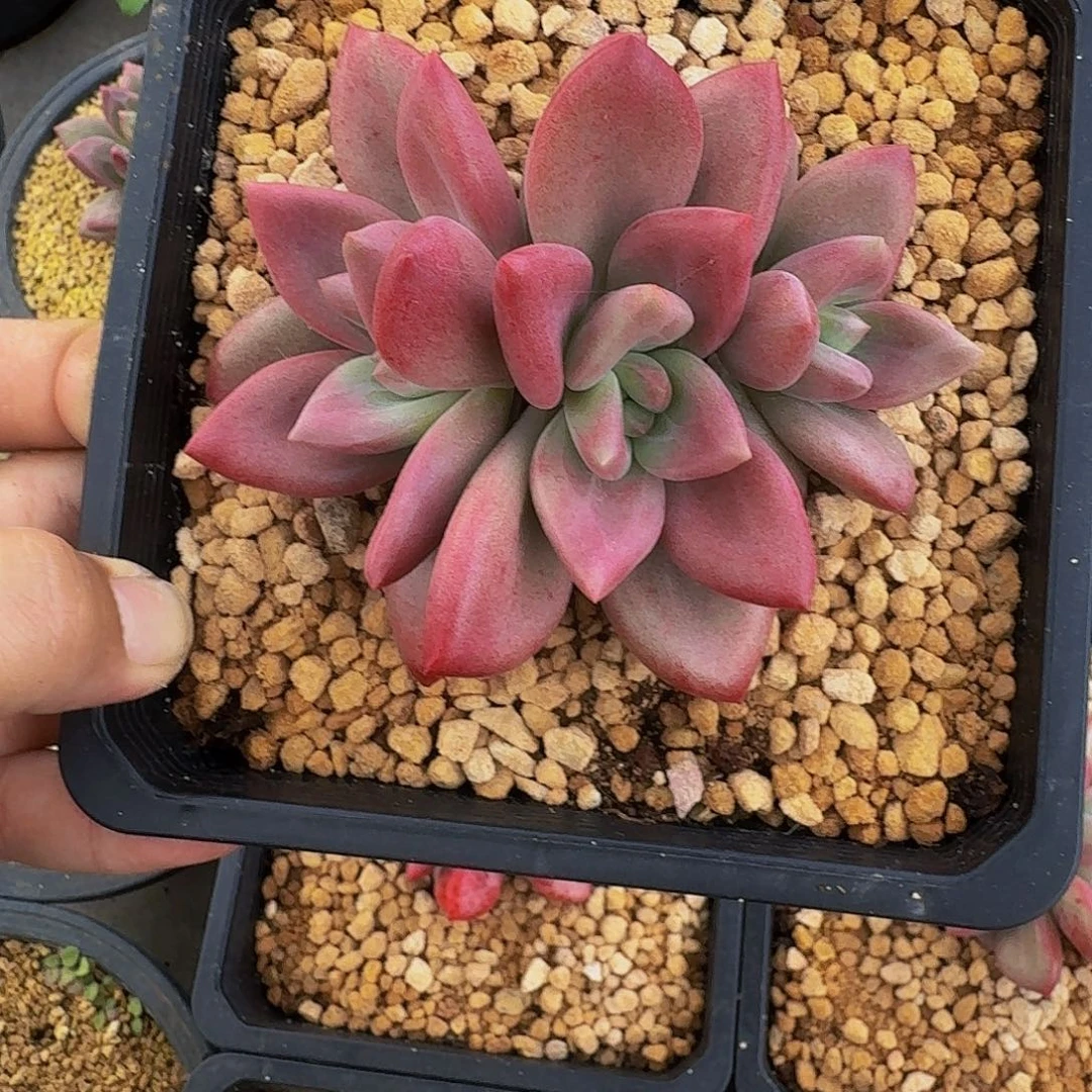 赫菲斯托 3头  一物一拍