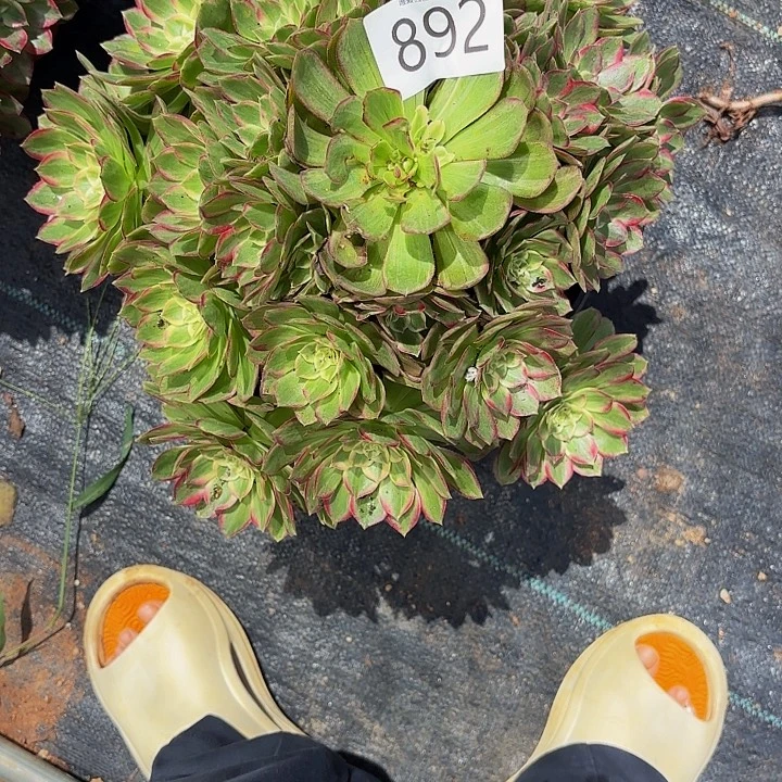多肉植物福利892个