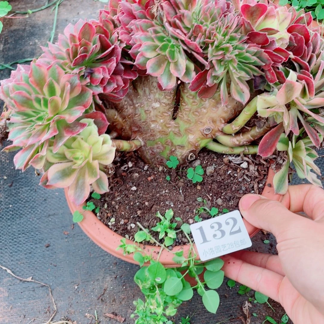 132号雅典娜缀化多肉植物