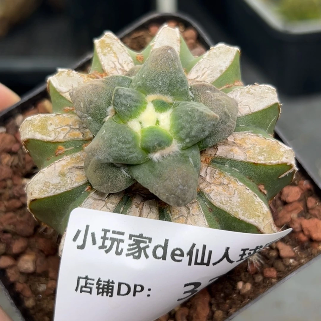 328 仙人球的牡丹