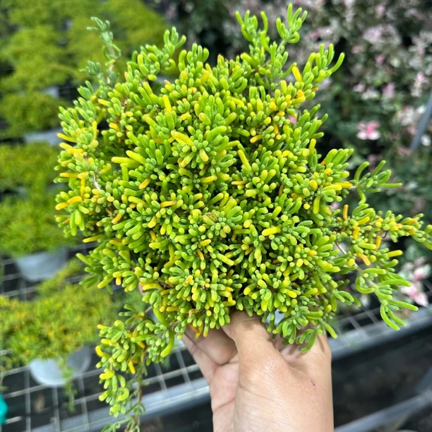 枝干蕃杏 （春季开花）爆花机器生机勃勃的多肉植物家居装饰