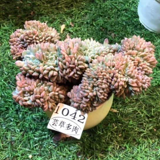 白胖子缀化，1042，