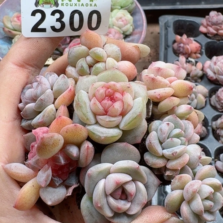 多肉植物多肉植物