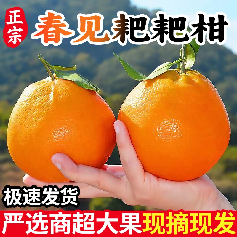 四川耙耙柑原产地现摘现发果型圆润皮薄易剥纯甜晶莹剔透-JY