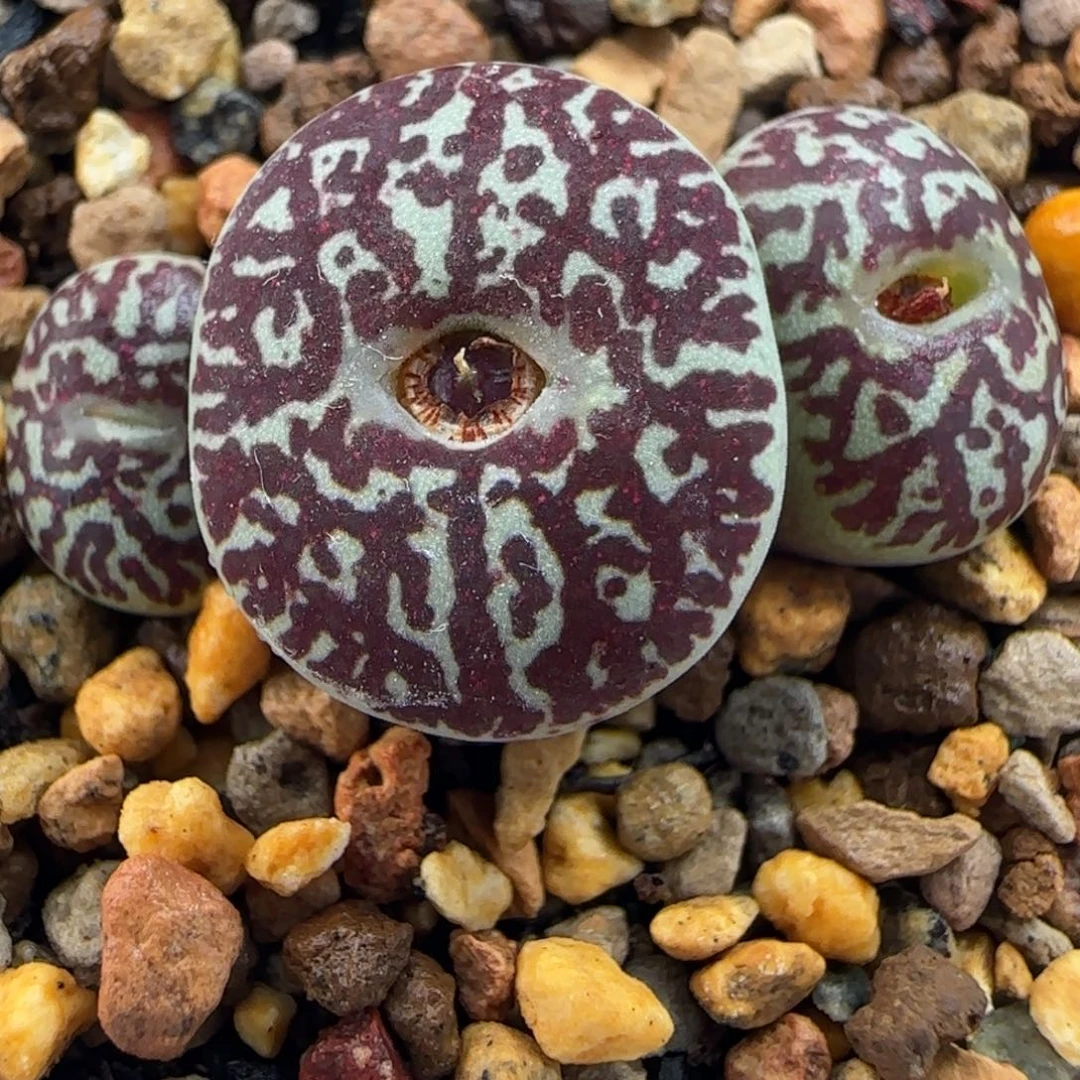 多肉植物超墨母本59号