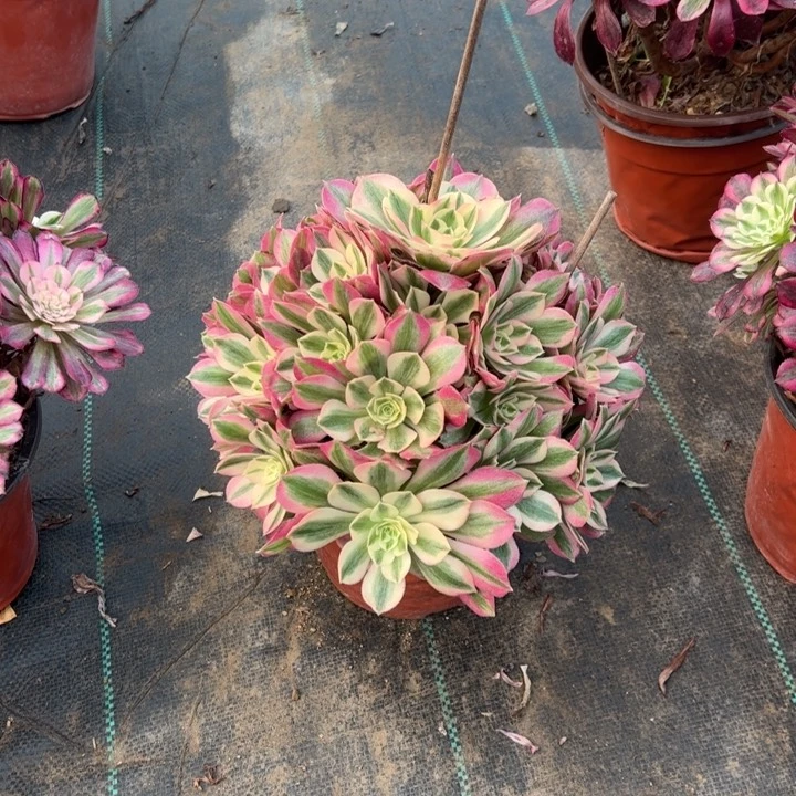 2粉女巫多肉多肉多肉