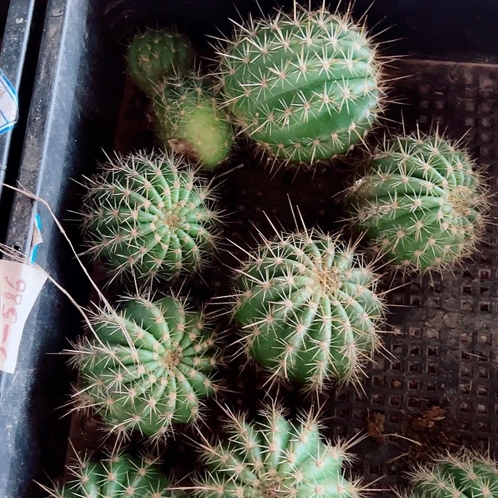 毛花柱侧芽组合十个花色不重复