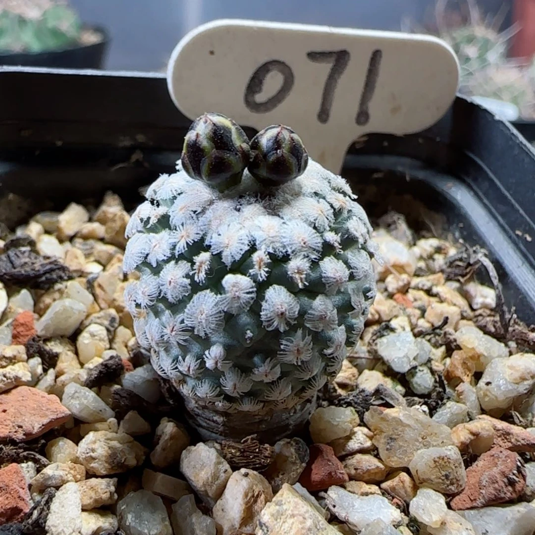 实生2厘米蔷薇丸多肉