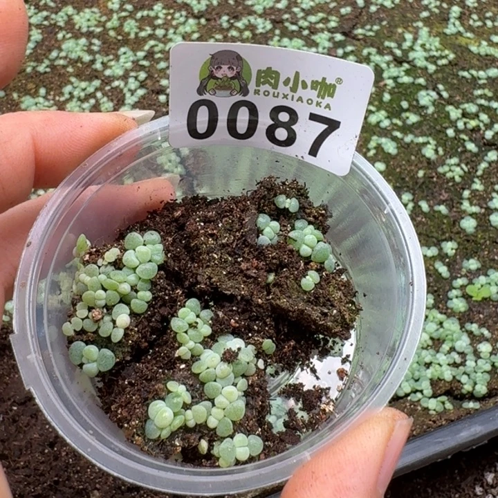 暖***5多肉植物多肉植物