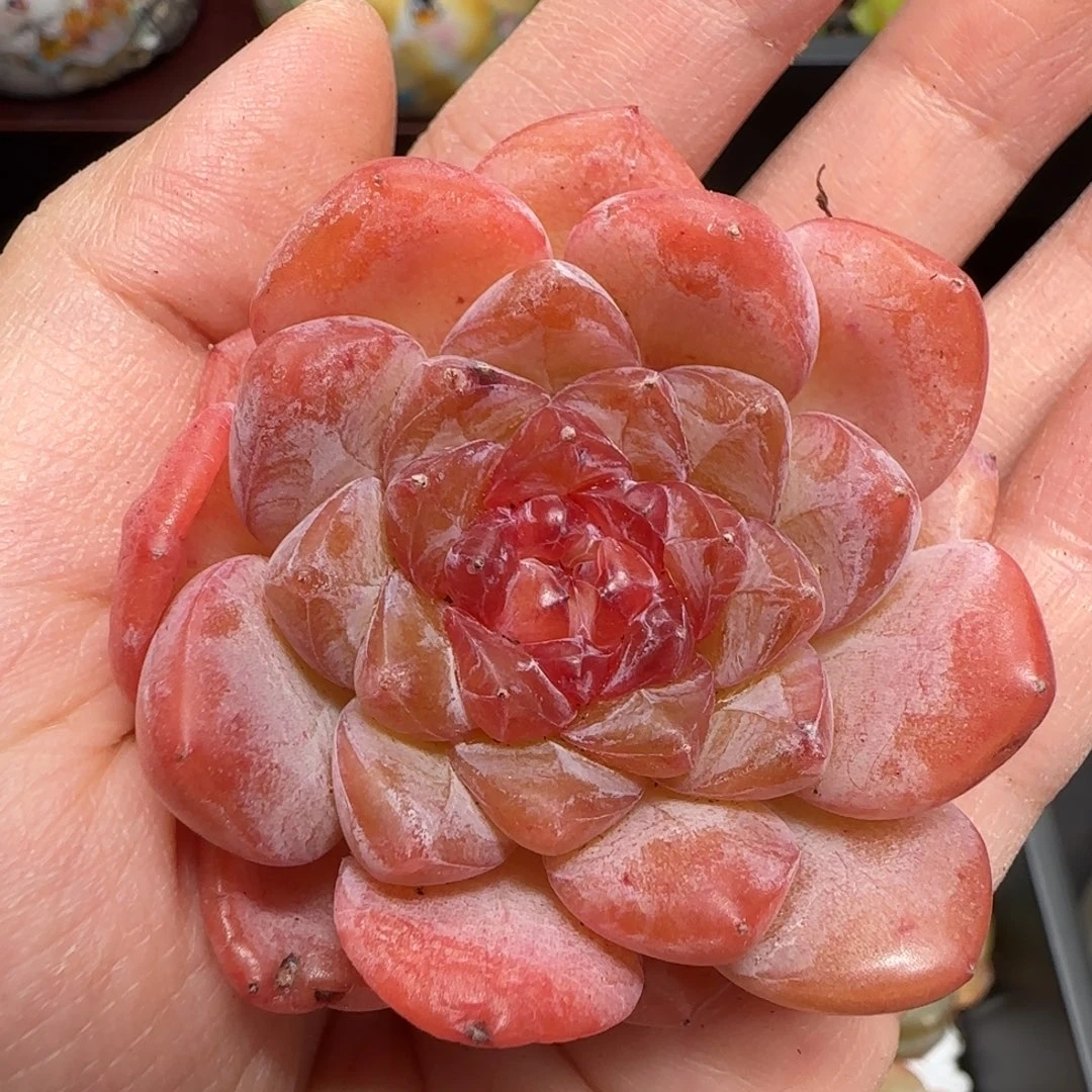 福利4号哈哈哈哈哈哈