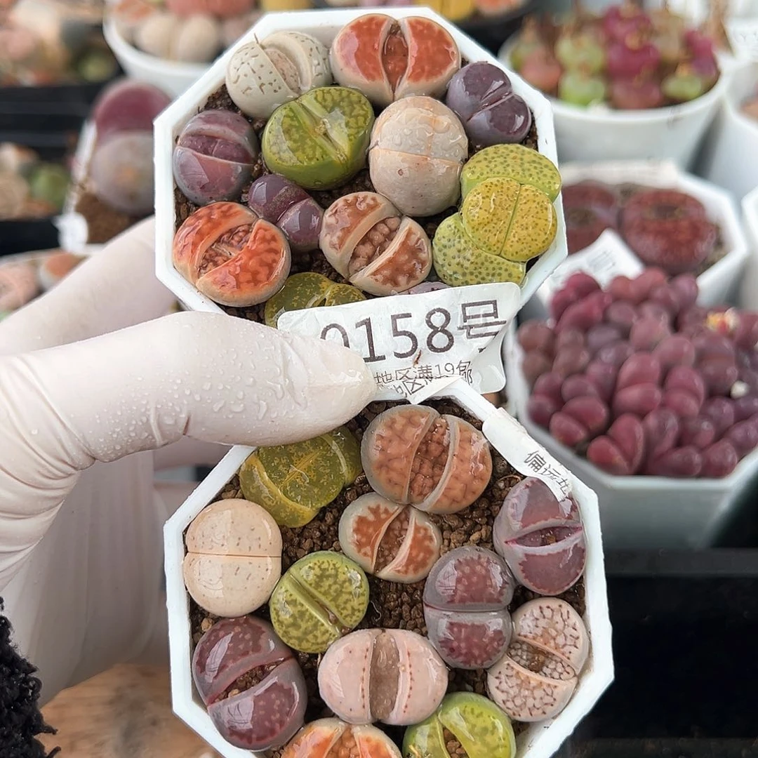 好养易活生石花大母本0158