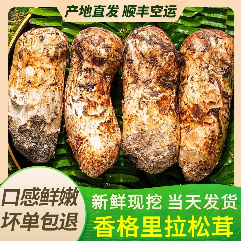 【现货速发】2025香格里拉新鲜松茸不开伞云南特产食用菌食材煲汤