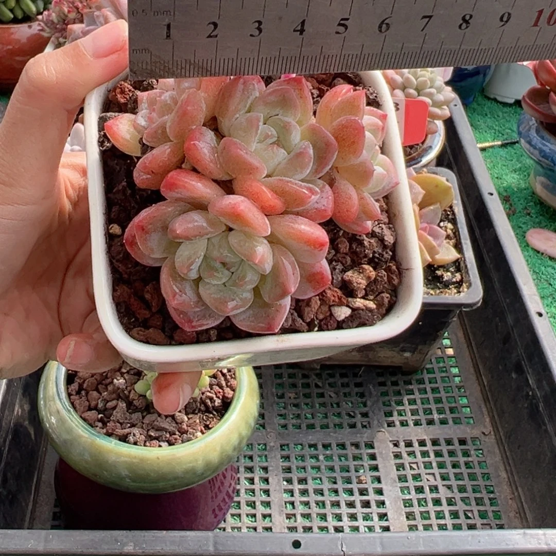 表妹精品多肉植物446.