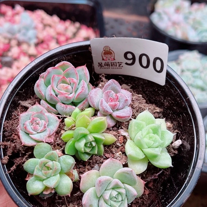 多肉植物多肉植物