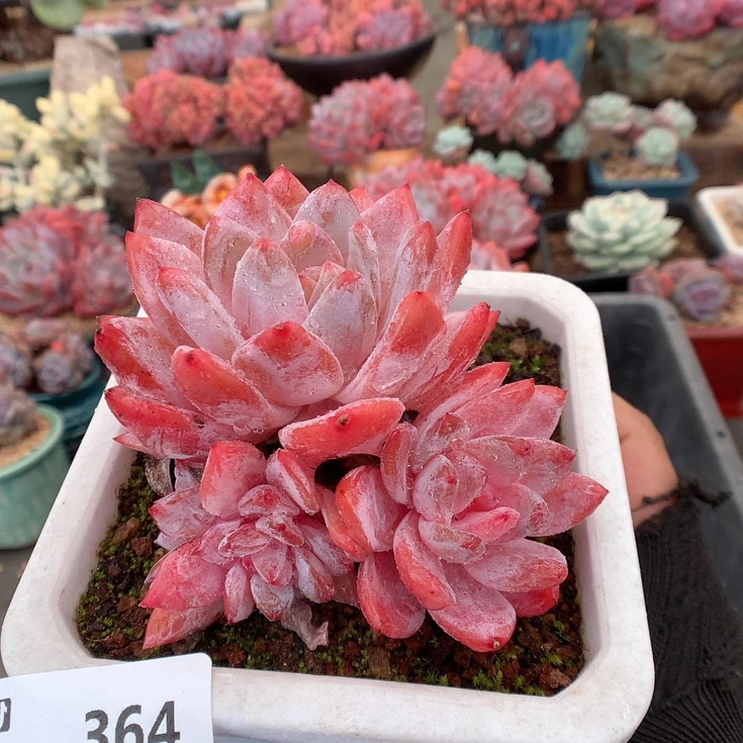 354玫瑰梦露多肉植物66666