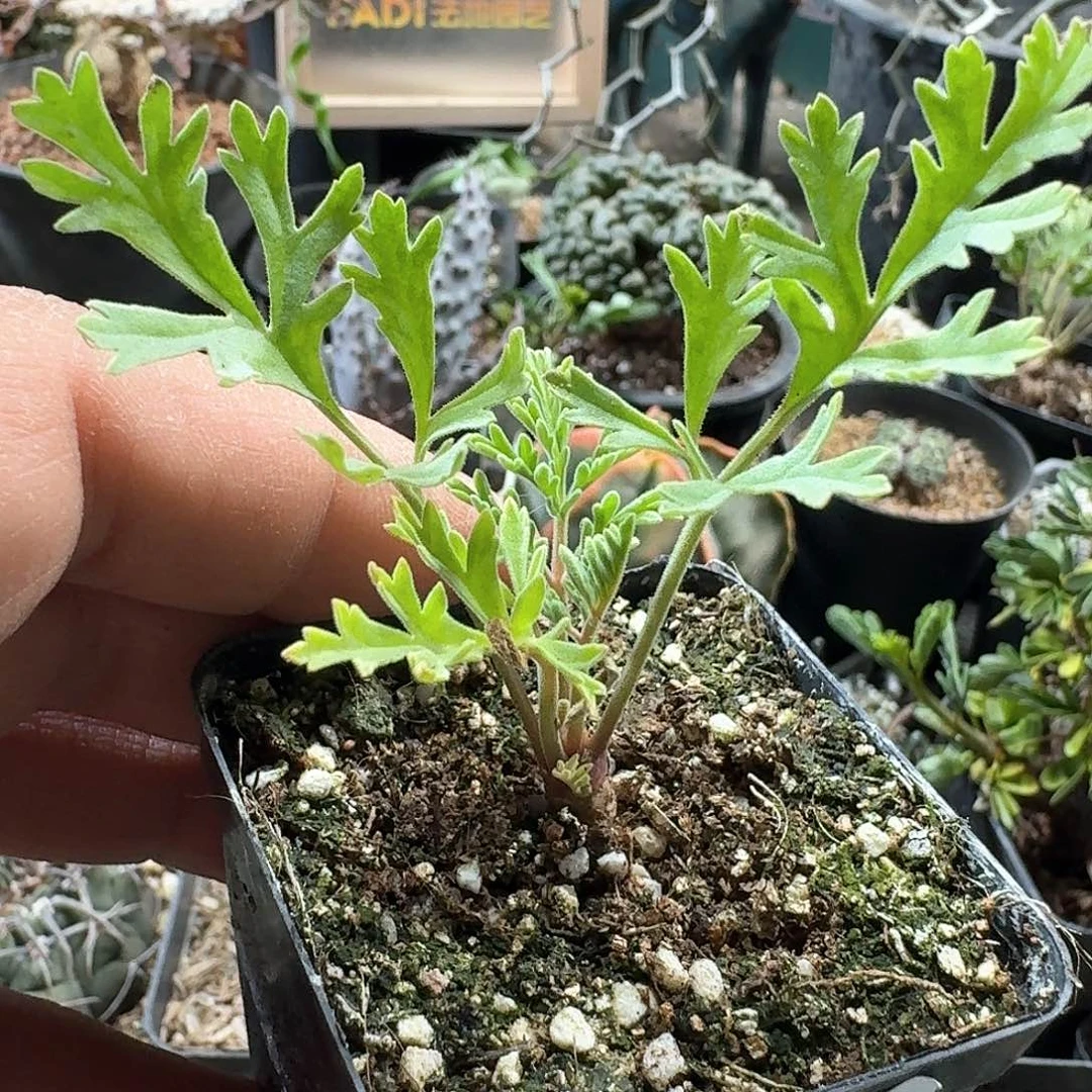 441香叶洋葵带盆发货