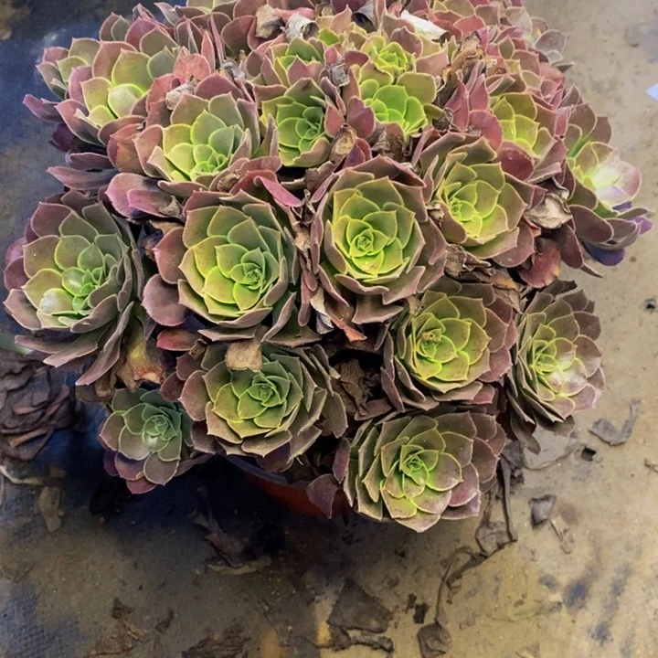 荷兰玫瑰多肉断头不包0982