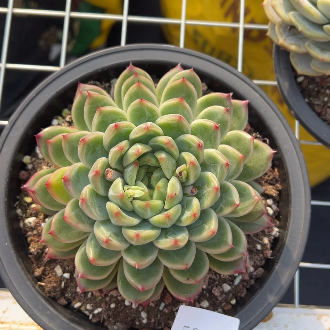 冰**雪5085肉肉肉肉肉肉肉肉