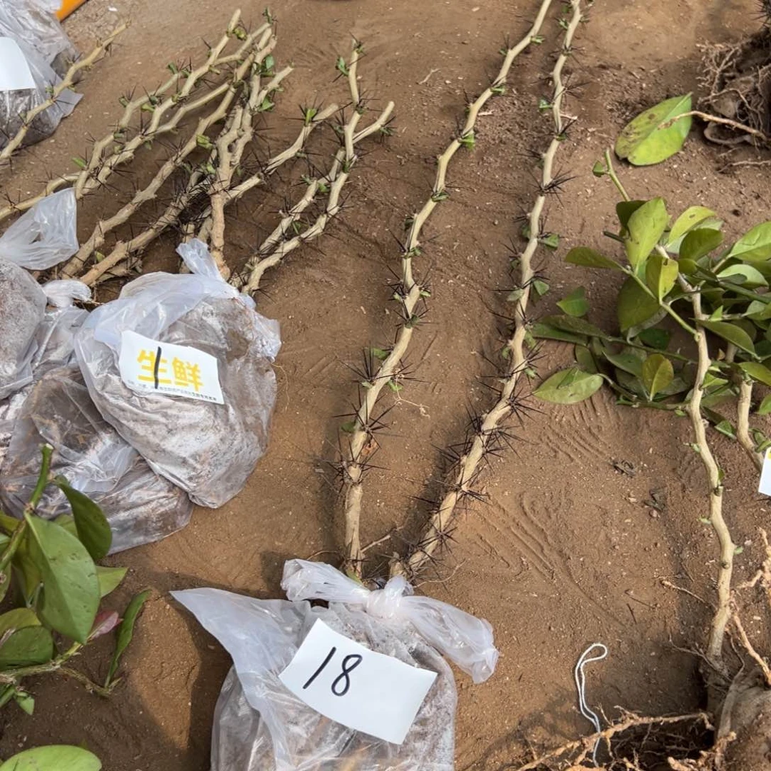 1米直杆叶仙两颗编号18