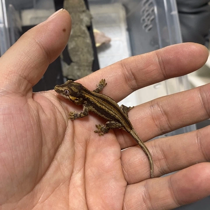 睫角守宫盖勾亚五号