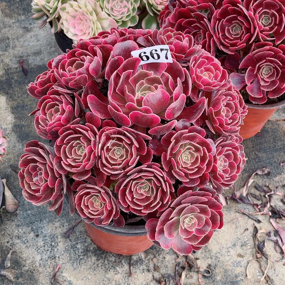 无花朵?****?多肉植物爱神667