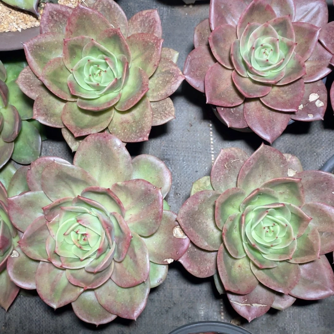 多肉植物多肉植物2920狮子王