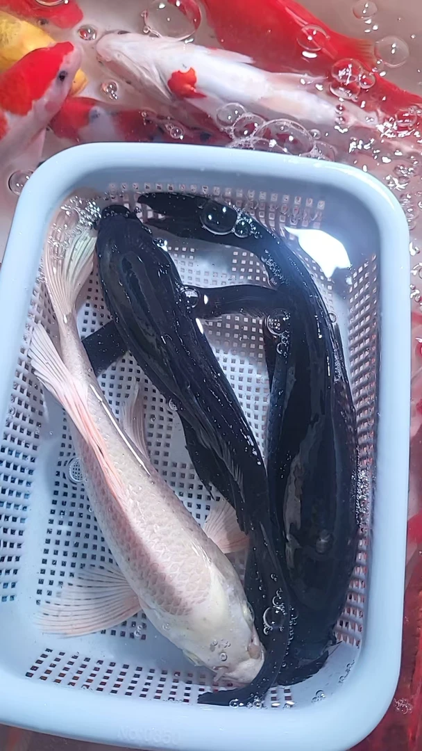 【27 】18-20cm 2黑1白  新手好养耐活 观赏鱼