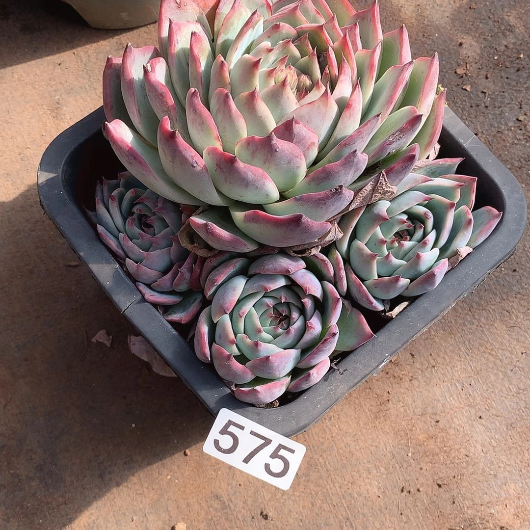 575惊鸿 一物一拍多肉