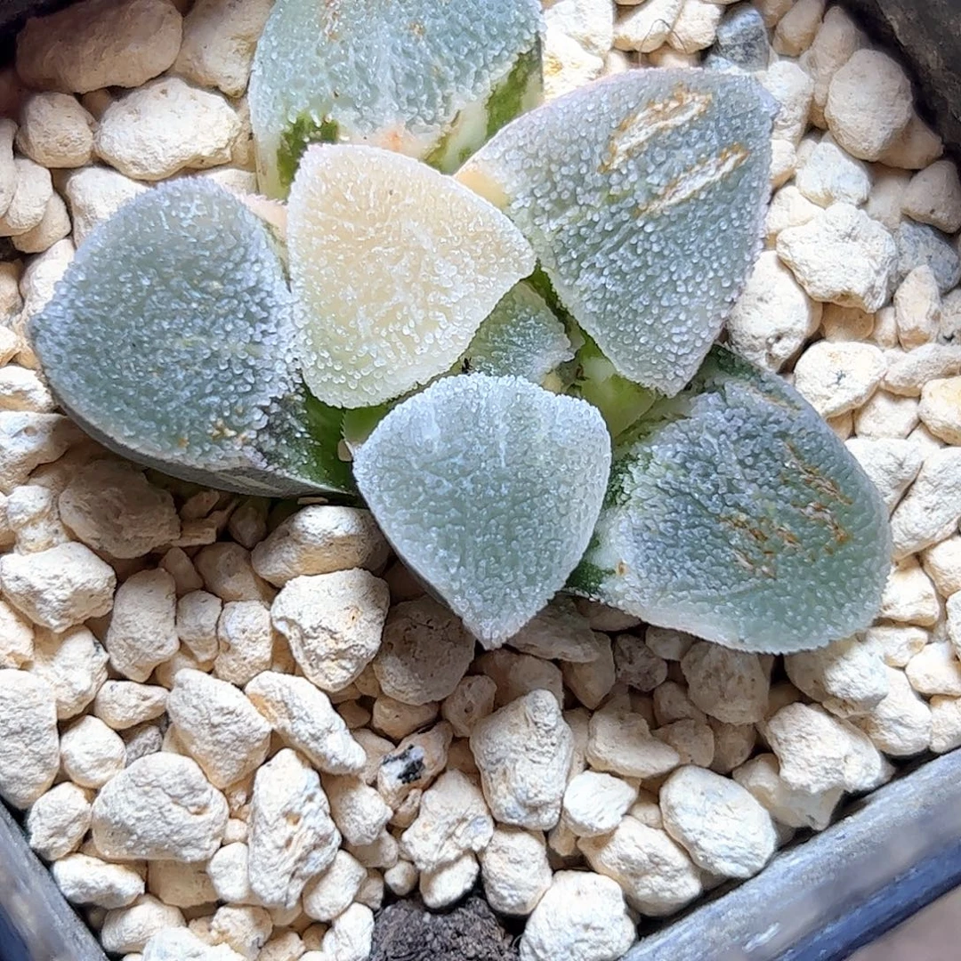 冰钻锦十二卷多肉植物