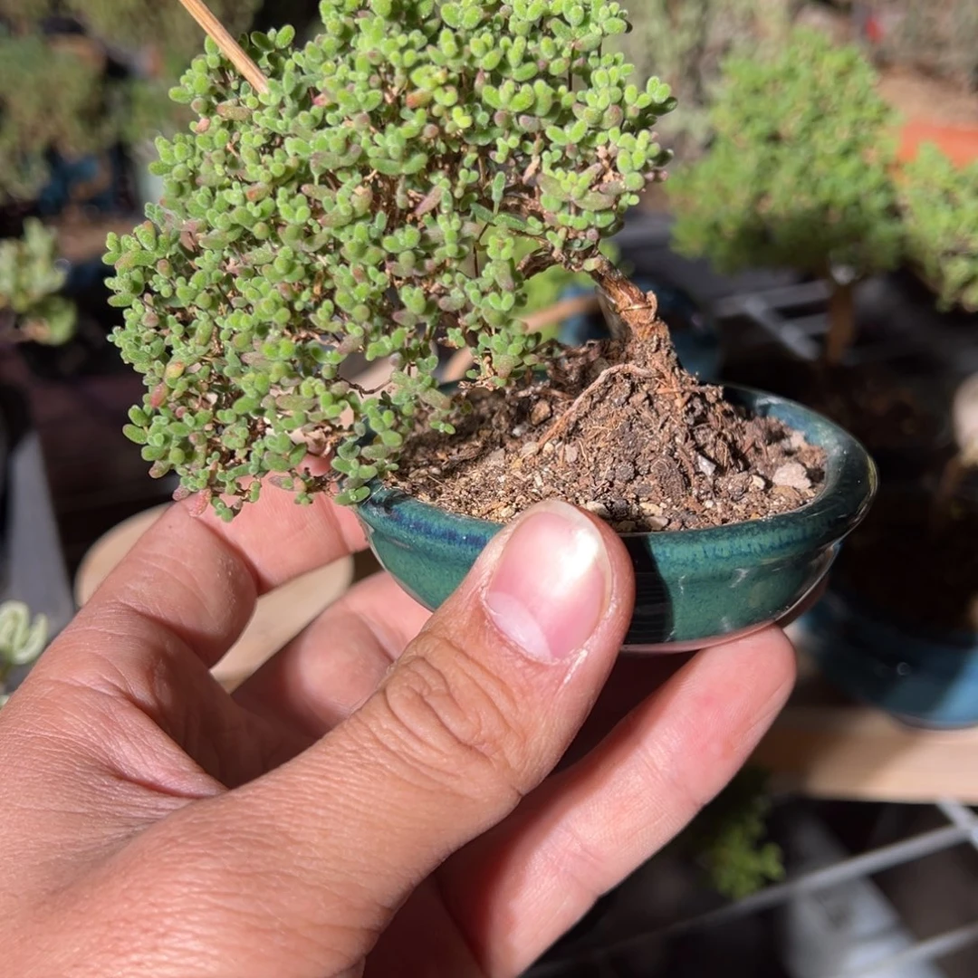 015号老桩蜜橘糖球造型桩