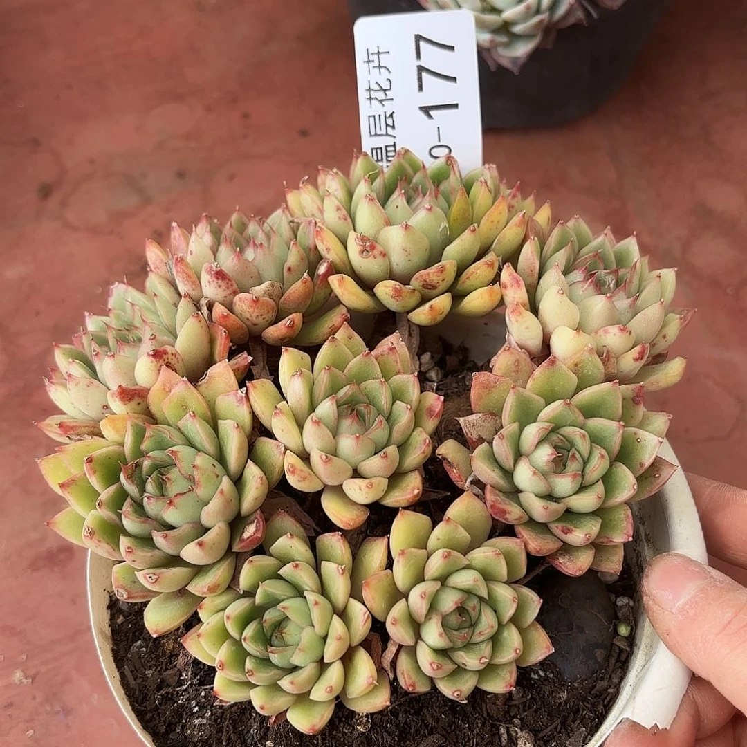 同温层多肉笨吧杂177