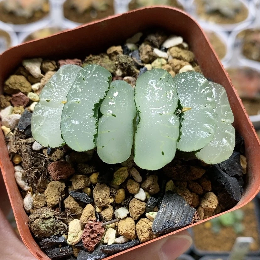 【闪购商品】19旷月玉扇