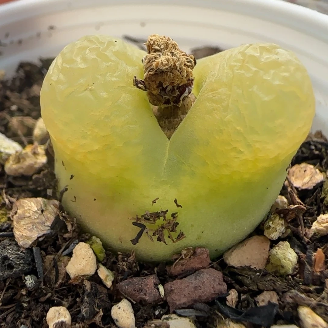 597带盆土发货000000