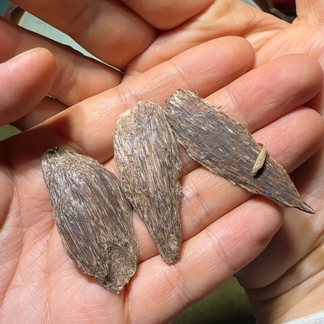 【闪购商品】沉香沉香碎屑香港虎斑虫泡1.72克不退