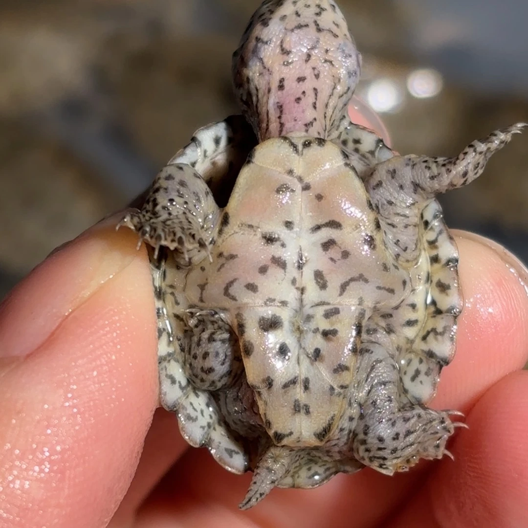 宠物龟不分公母全品双满文鼎级黑刀