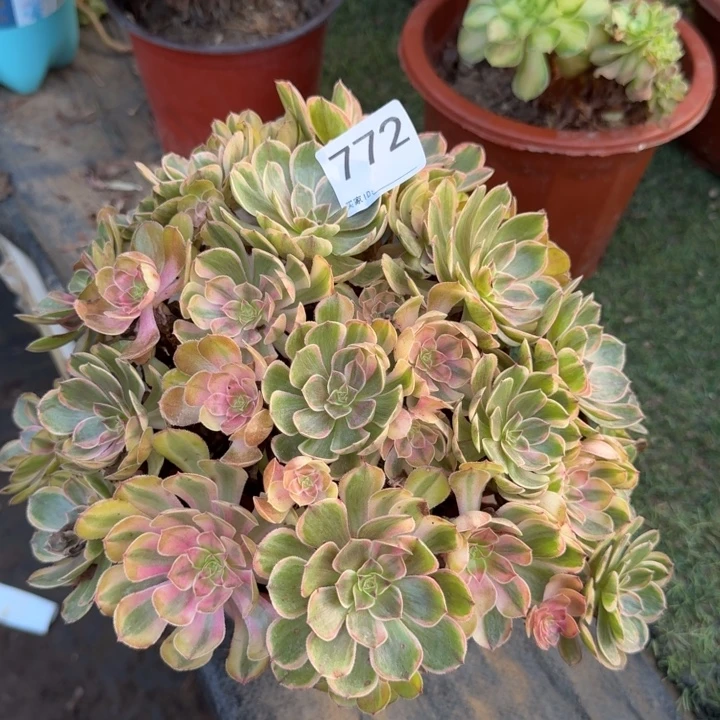 万七彩法师绣球捧花772