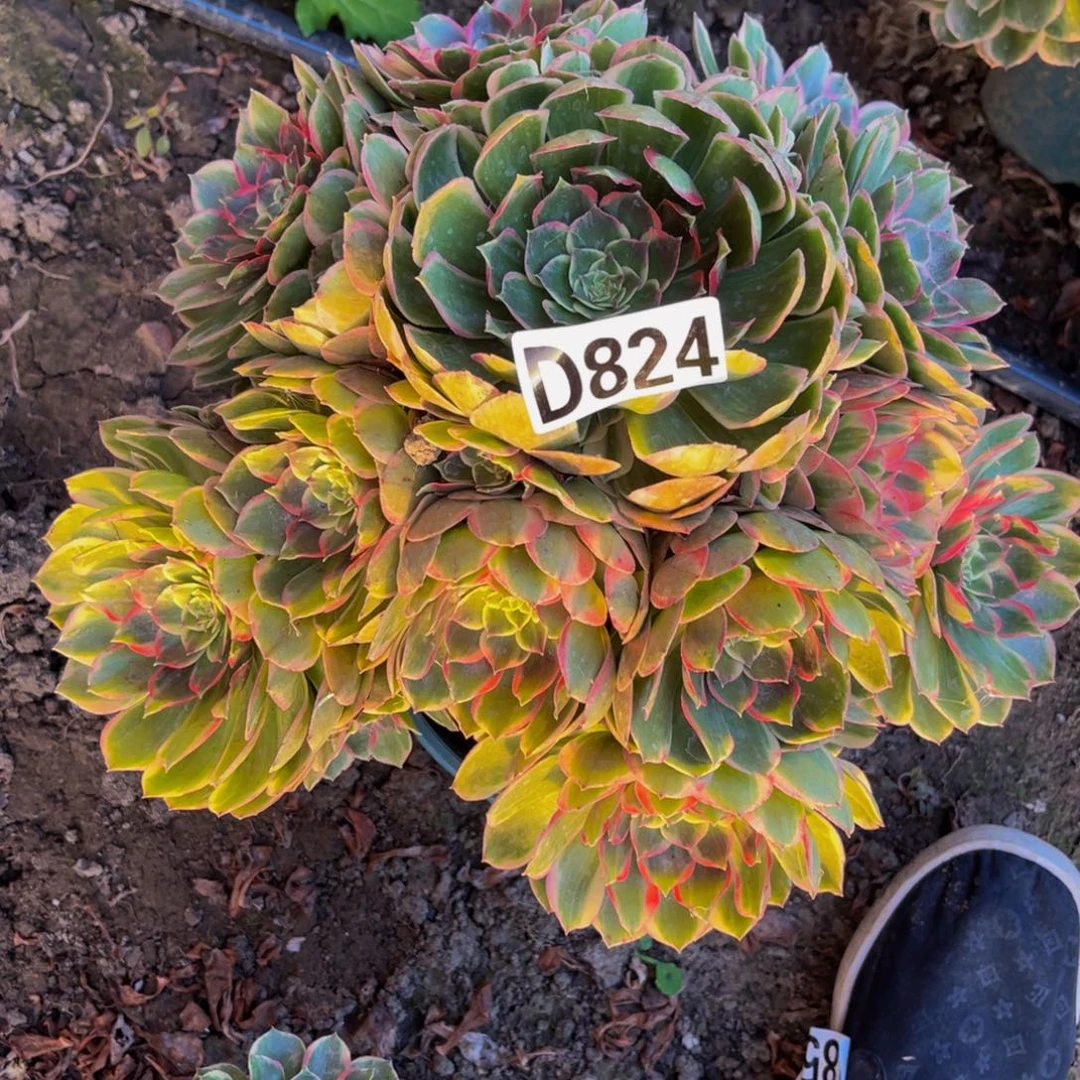 粉花妖26/////33包邮