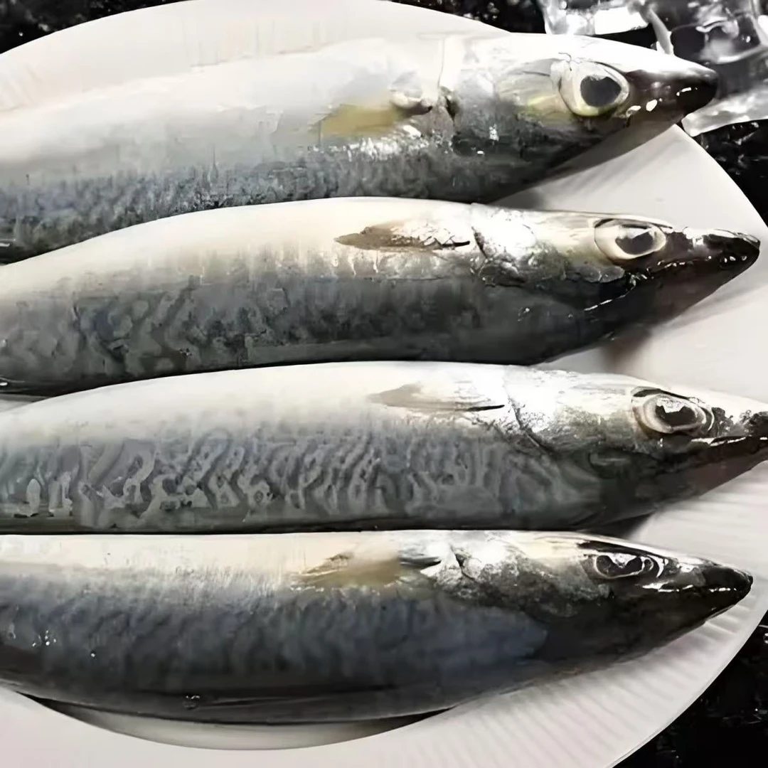 新鲜鲐鲅鱼 海捕野生青占鱼 青花鱼 整条鲜冻一斤3-5条