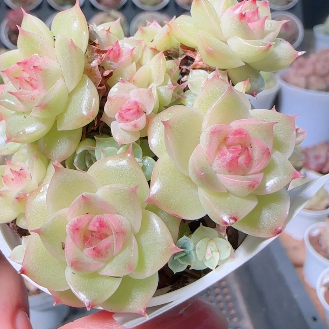 花语多肉1203-76散