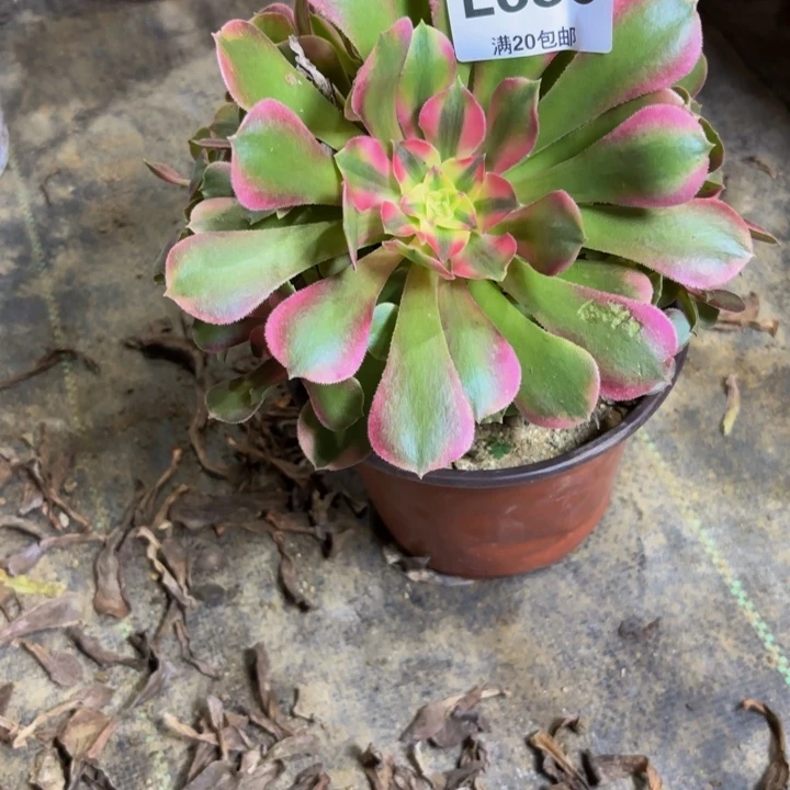 瑞妈多肉园艺686。