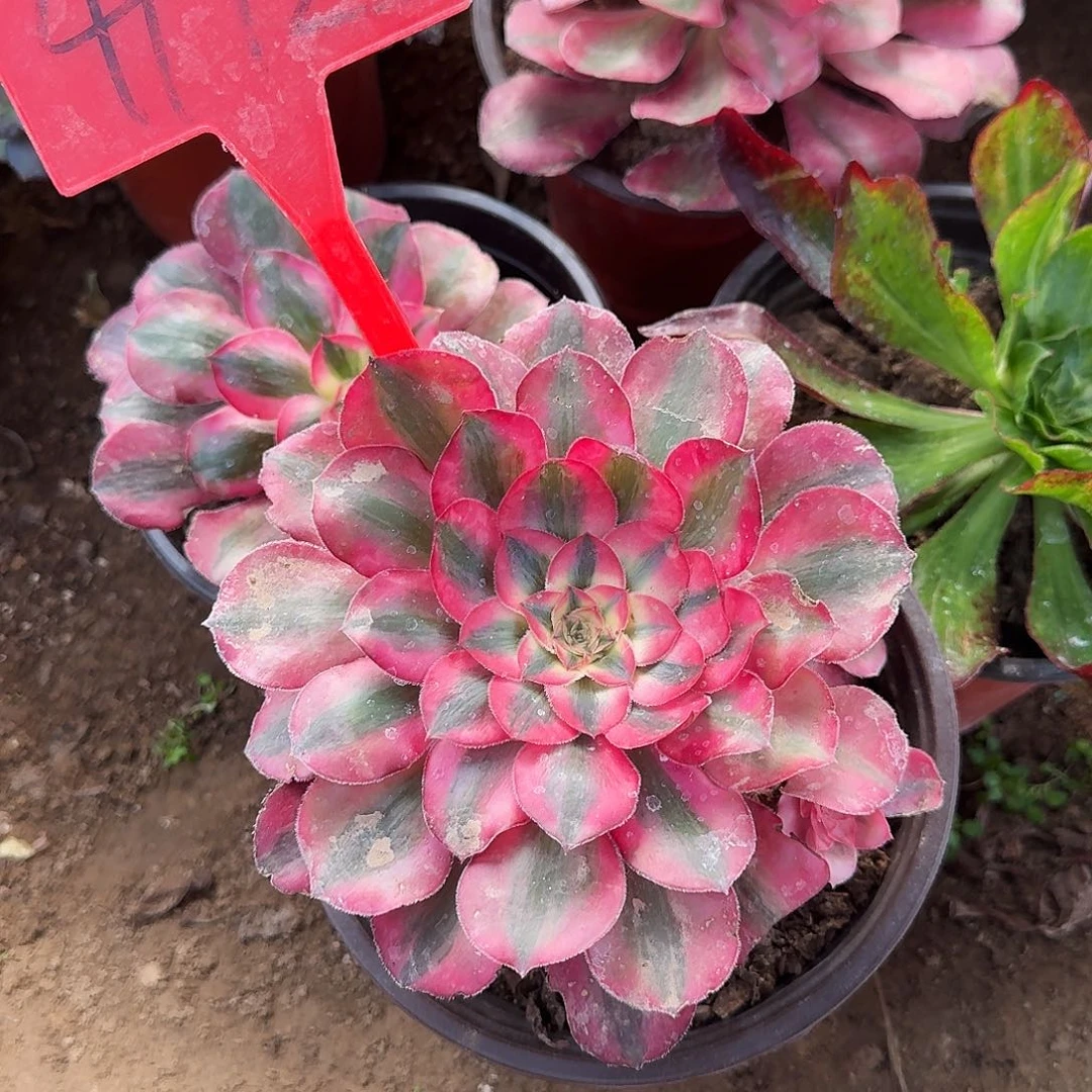 4192爱丽丝多肉法师