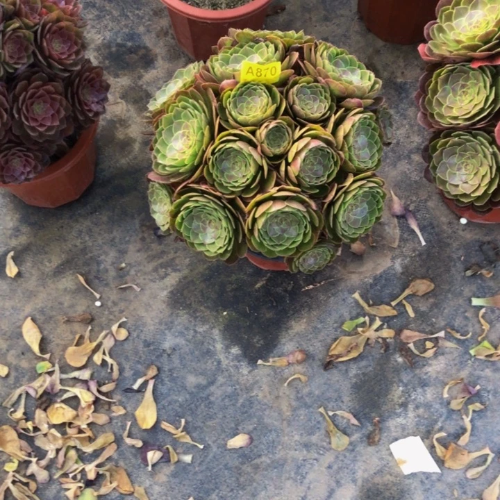 万圣节多肉87000000000000