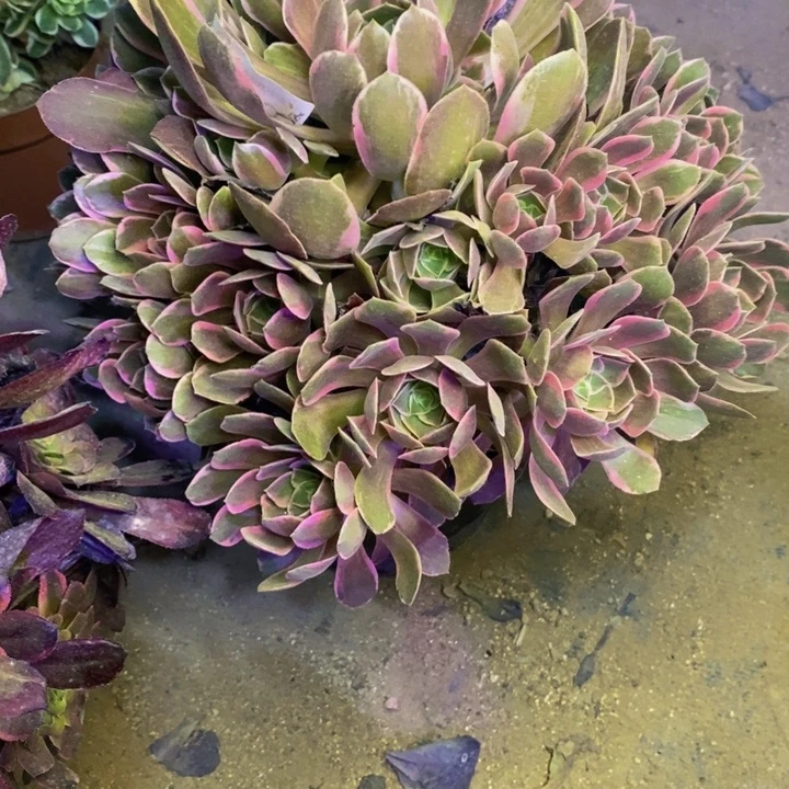 幻沙多肉断头不包0370