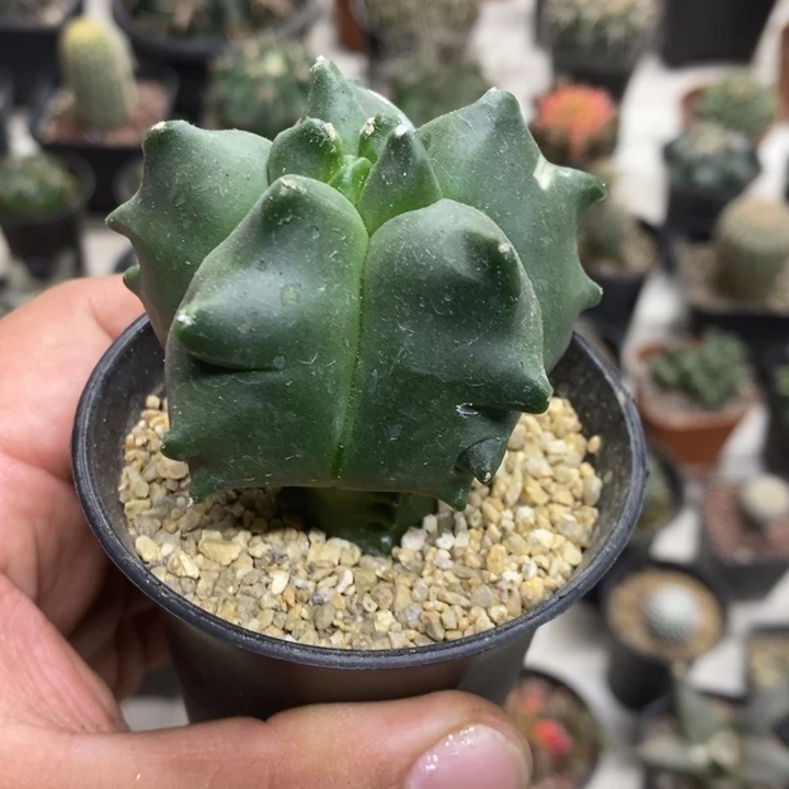 实生龟甲特价福利