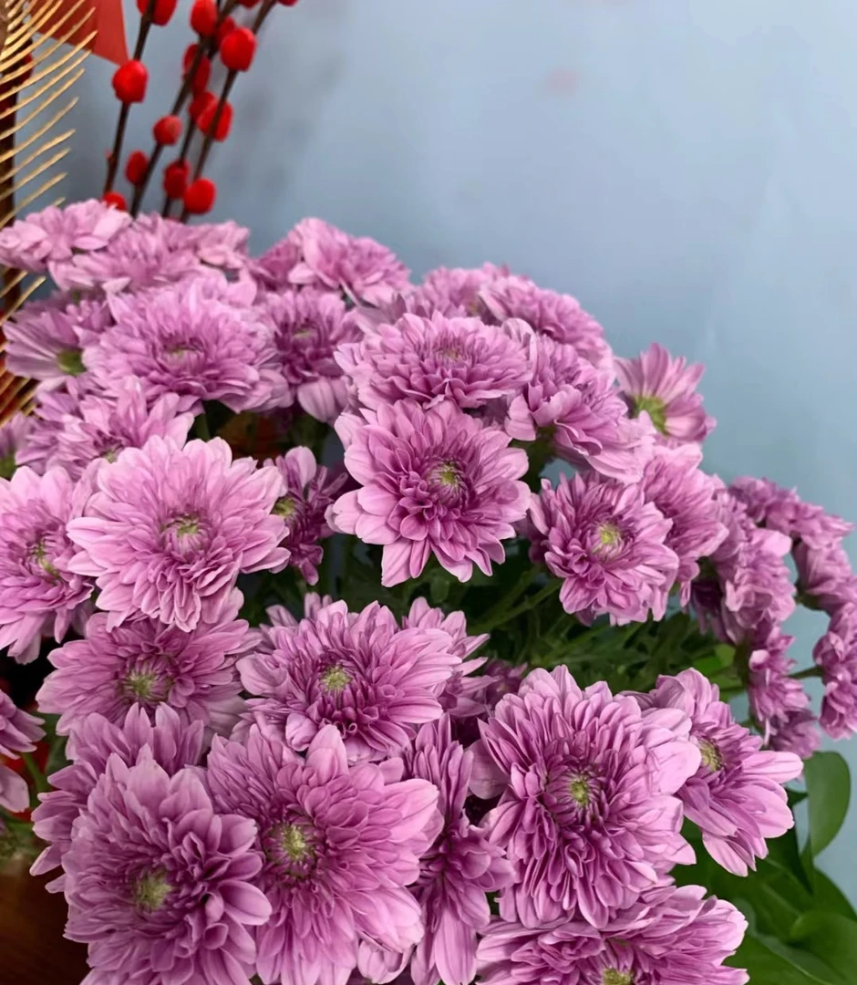 浦山小雏菊一把      云南基地鲜花   家养    水养